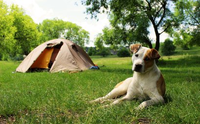 some-campgrounds-require-an-extra-cost-for-dogs