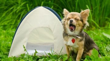 awning-chihuahua-dog-sitting-near-camping-tent-at-sunny-meadow