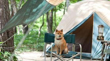 is-shiba-inu-dog-good-for-camping
