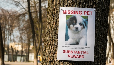 Don’t-Offer-A-Reward-For-Finding-The-Dog