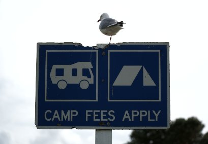 camping-fee-for-dogs-camp