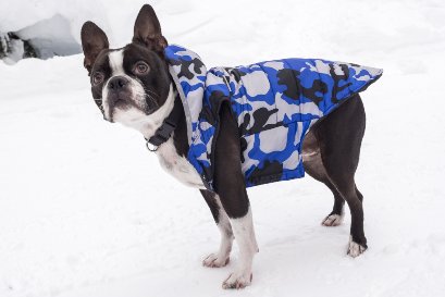 you-should-buy-a-Doggie-Puffy-Coat