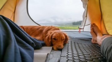 How-to-train-dog-sleep-in-tent