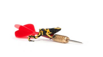 Poison-dart-frog-game